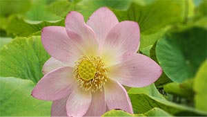 Taiji-Lee-Stil für Interessierte