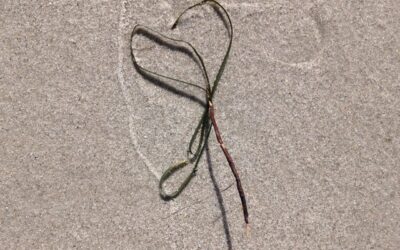 Qigong und unser Herz-Kreislauf-System