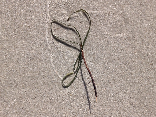 Qigong und unser Herz-Kreislauf-System